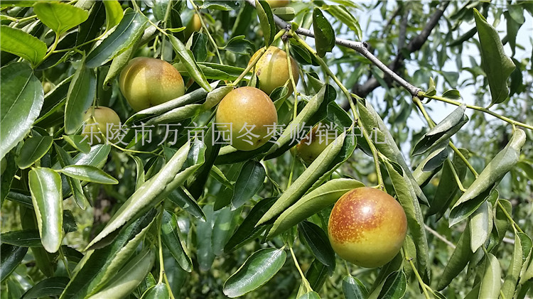 實力山東鮮棗產地誠招代理商