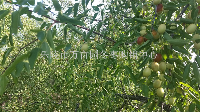 原產地手摘山東冬棗 大量上市