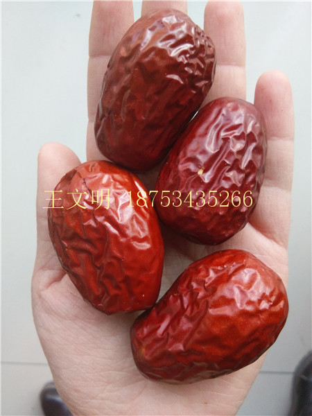 供應新疆大棗生產廠家低價格批發