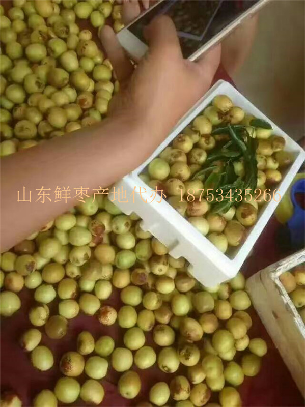 鮮棗供應商批發