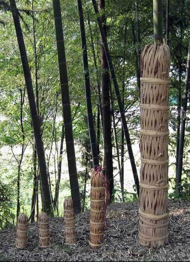 供應千兩茶.百兩茶.十兩茶