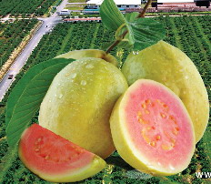 供應紅番石榴漿