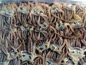 批發魷魚嘴 黃瓜魚 魷魚排