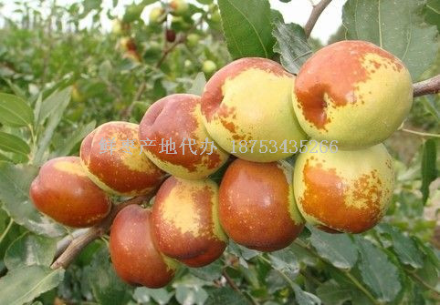 鮮大棗產地批發代辦