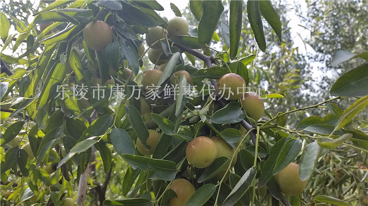 山東鮮棗批發商