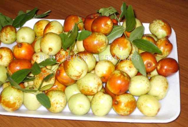 鮮紅棗供應商 產地信息