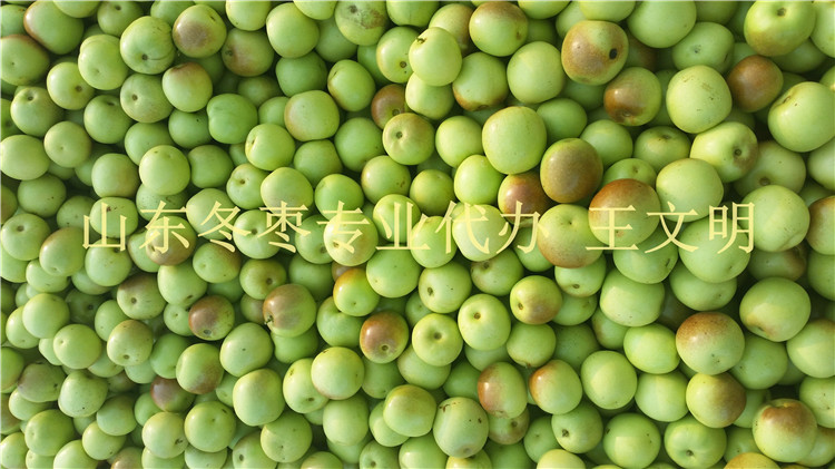 山東冬棗收購價格 全行很低