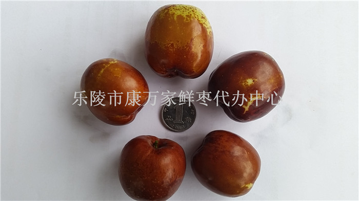 樂陵圓紅棗產地供應商