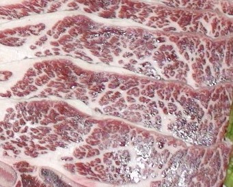 供應物美價廉冷凍牛仔骨牛鞭牛腱