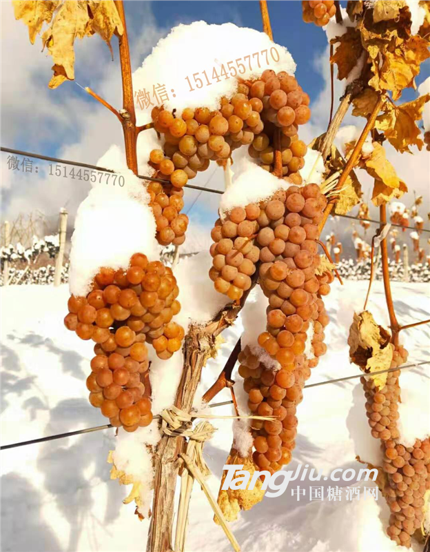 集安味道白蘭地葡萄酒 集安味道xo 白蘭地葡萄酒xo 柏灃齊樂葡萄酒