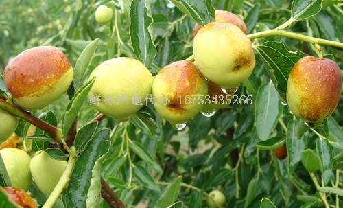 便宜山東冬棗產地位置去哪兒找