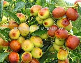 專業山東冬棗產地代收代辦