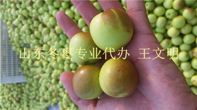 2017山東冬棗產地誠信代收代辦