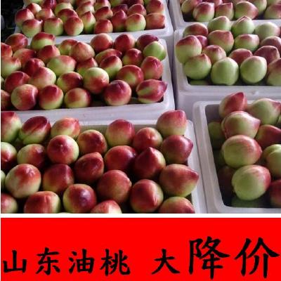 供應山東批發的大棚油桃價格