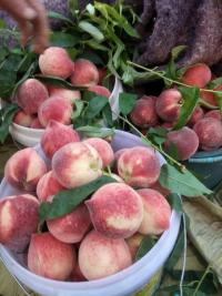 哪里有北京八號毛桃？山東毛桃生產(chǎn)蒙陰基地