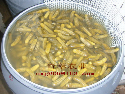 供應小黃瓜、酸黃瓜、荷蘭瓜