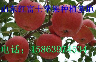 產地供應紅富士蘋果/山東紅富士蘋果批發基地