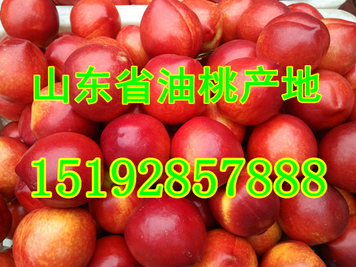 山東省大棚油桃今年價格