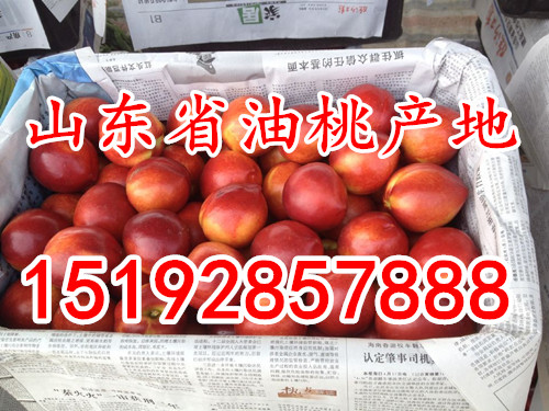 今日山東油桃價格/大棚油桃價格