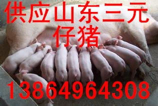 山東仔豬價格山東仔豬產(chǎn)地供應(yīng)