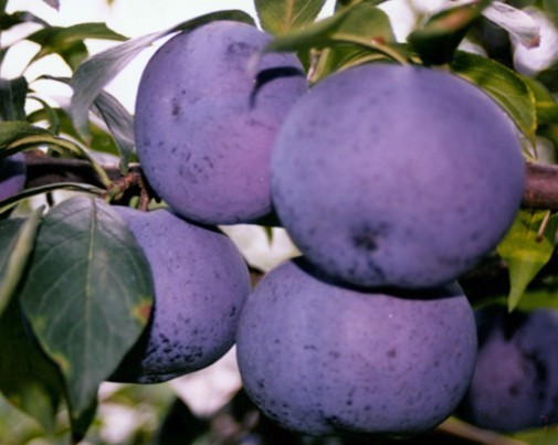 陜西大荔李子基地，巨力王李子價格，紅布林李子