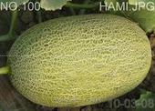 陜西哈密瓜，陜西哈密瓜價格，陜西哈密瓜格，陜