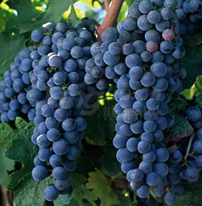 微信截圖_20240102131536.png 微信截圖_20240102131536.png